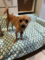 Found/Stray Male Dog last seen Unknown location, Glendale, AZ 85301