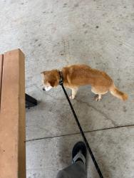 Reunited Unknown Dog last seen Beach club, Katy, TX 77450