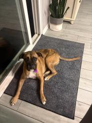 Reunited Female Dog last seen Los ranchitos rd, Santee, CA, San Diego County, CA 92071