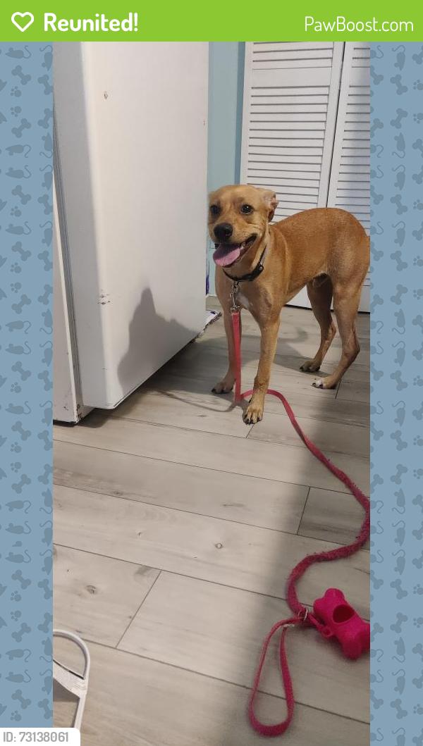 Reunited Male Dog last seen Near Mann Ln, Montgomery, TX 77316