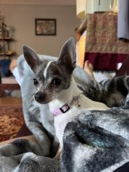 Reunited Female Dog last seen Near Gilda Way San Jose, CA 95124 United States, San Jose, CA 95124