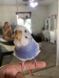 Lost Female Bird last seen Near crystal hill ln, Henderson, NV 89012