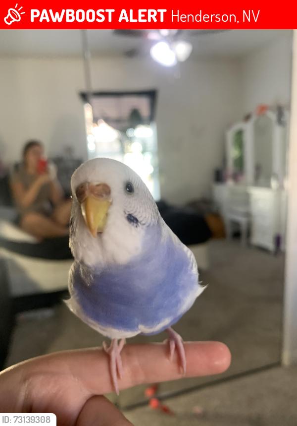 Lost Female Bird last seen Near crystal hill ln, Henderson, NV 89012