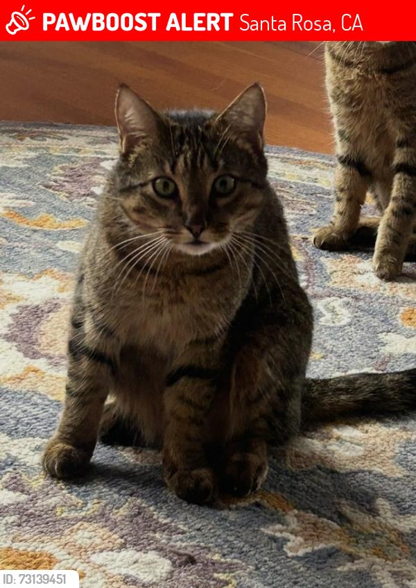 Lost Female Cat last seen Ridley, Santa Rosa, CA 95401