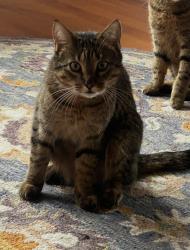 Lost Female Cat last seen Ridley, Santa Rosa, CA 95401