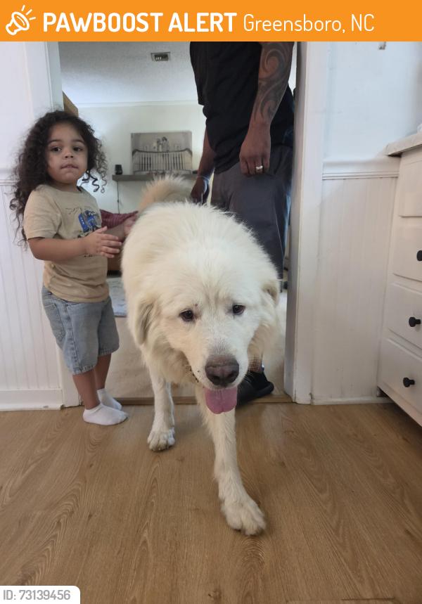 Found/Stray Male Dog last seen Twin lakes, Greensboro, NC 27407