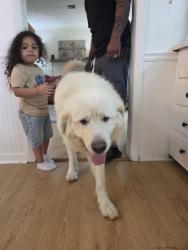 Found/Stray Male Dog last seen Twin lakes, Greensboro, NC 27407
