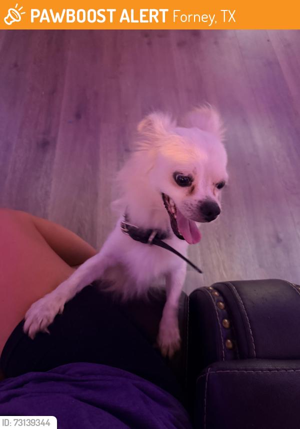 Found/Stray Male Dog last seen Parkcreek Ave, Forney, TX 75126