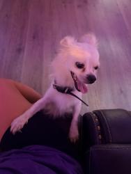 Found/Stray Male Dog last seen Parkcreek Ave, Forney, TX 75126