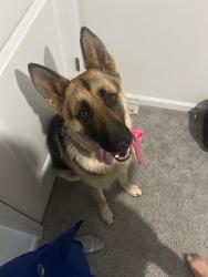 Reunited Female Dog last seen Village at Bradley branch (near airport), Asheville, NC 28704