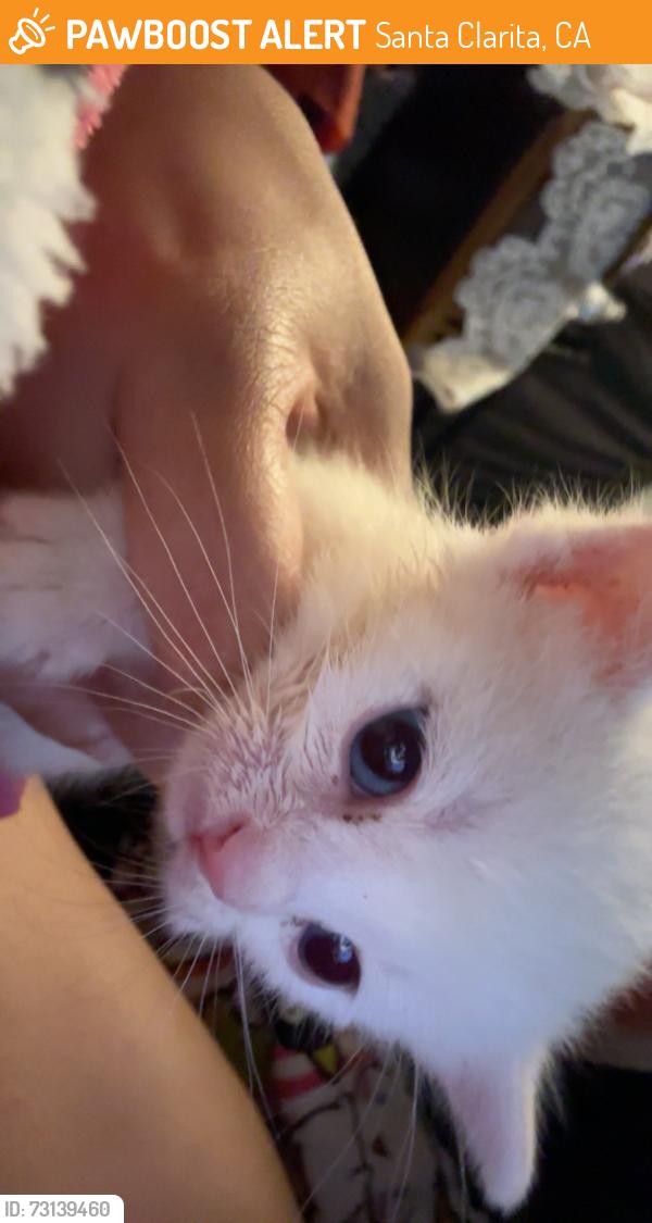 Found/Stray Female Cat last seen Castaic, Santa Clarita, CA 91351