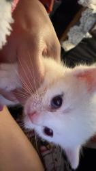 Found/Stray Female Cat last seen Castaic, Santa Clarita, CA 91351