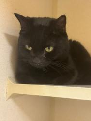 Shelter Stray Unknown Cat last seen , 150 Bolivar St, Canton, MA 02021, USA