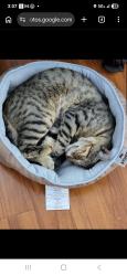 Lost Male Cat last seen rider n evans, Perris, CA 92571