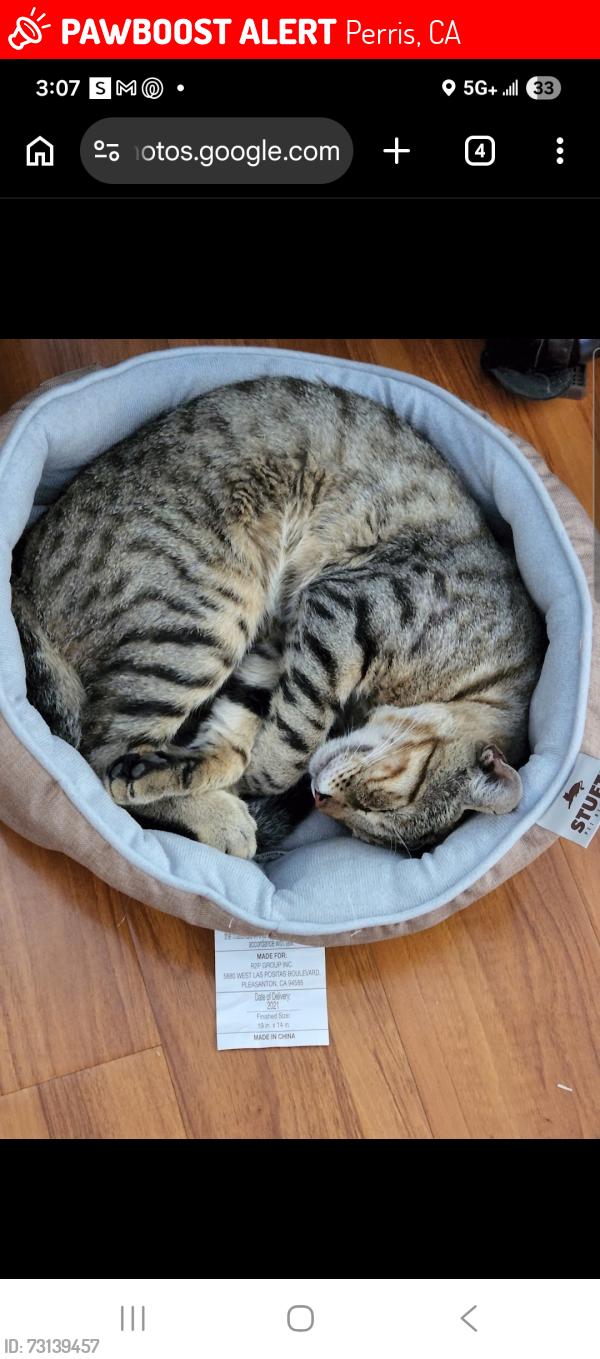 Lost Male Cat last seen rider n evans, Perris, CA 92571