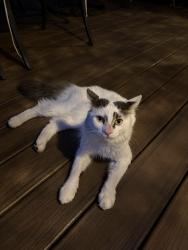 Found/Stray Unknown Cat last seen Coolidge and Long Lake, Troy, MI 48098