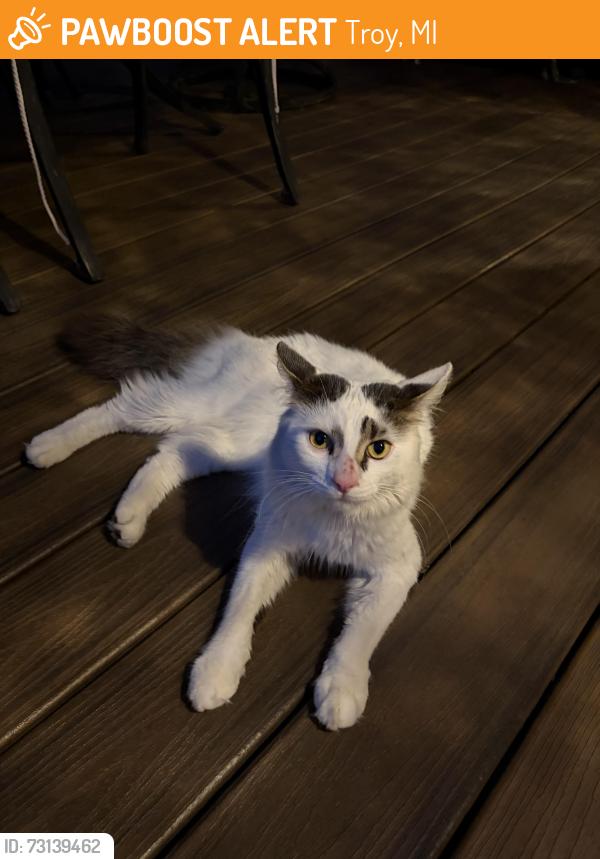 Found/Stray Unknown Cat last seen Coolidge and Long Lake, Troy, MI 48098