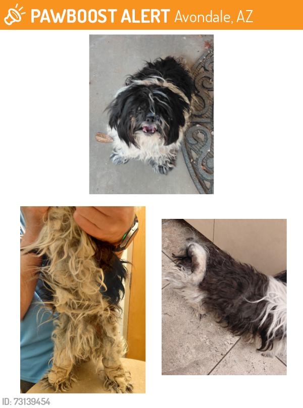 Found/Stray Female Dog last seen Goodyear and avondale, Avondale, AZ 85323
