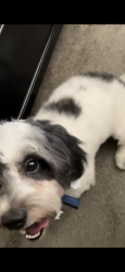 Reunited Male Dog last seen Jog Road & Belvedere Road, Greenacres, FL 33413