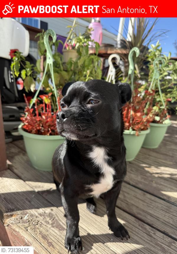 Lost Male Dog last seen E. Houston St. and Rosillo creek blvd, San Antonio, TX 78220