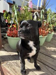 Lost Male Dog last seen E. Houston St. and Rosillo creek blvd, San Antonio, TX 78220