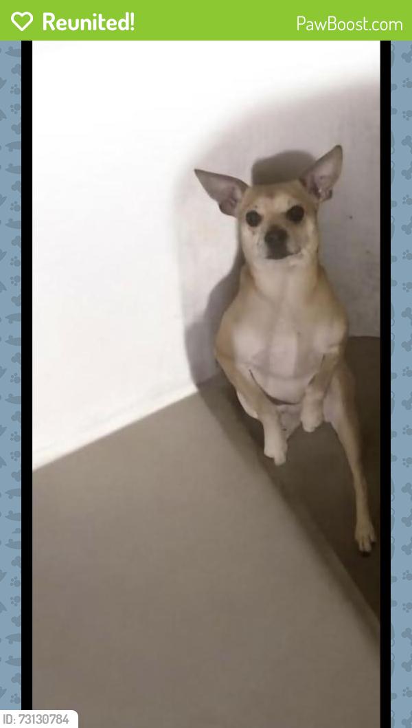 Reunited Male Dog last seen Near glenoaks blvd, Los Angeles, CA 91352