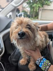 Reunited Male Dog last seen Paloma Lake Round Rock TX, Round Rock, TX 78665