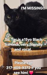 Reunited Male Cat last seen The Villages, Indianapolis, IN 46256