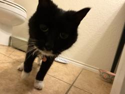 Found/Stray Unknown Cat last seen Tpc parkway, San Antonio, TX 78261