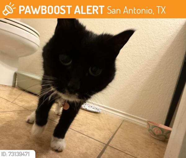 Found/Stray Unknown Cat last seen Tpc parkway, San Antonio, TX 78261