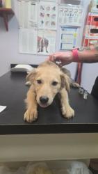 Shelter Stray Female Dog last seen Bexar County, 3353 Morningside Dr, New Braunfels, TX 78132, USA