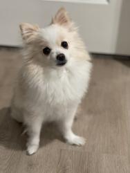 Reunited Female Dog last seen E 44th st, Des Moines, IA 50317