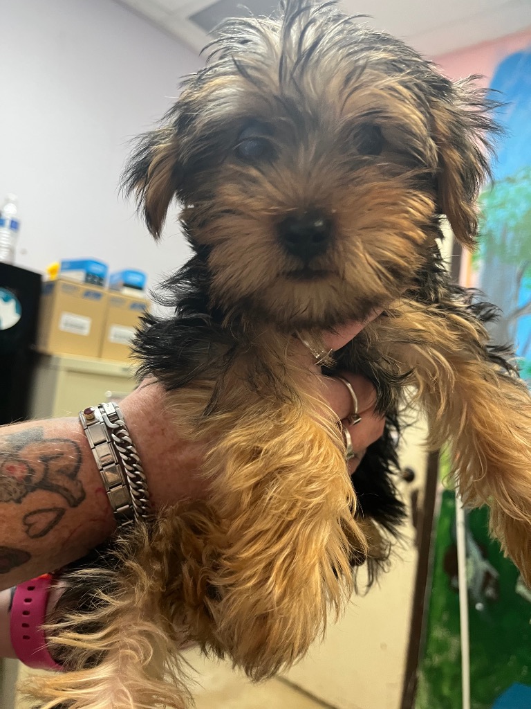 Shelter Stray Male Dog last seen Bexar County, 3353 Morningside Dr, New Braunfels, TX 78132, USA