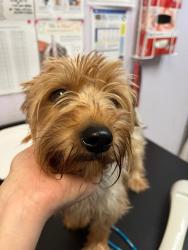 Shelter Stray Female Dog last seen Bexar County, 3353 Morningside Dr, New Braunfels, TX 78132, USA
