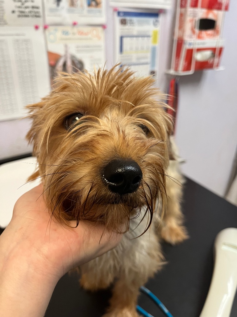 Shelter Stray Female Dog last seen Bexar County, 3353 Morningside Dr, New Braunfels, TX 78132, USA