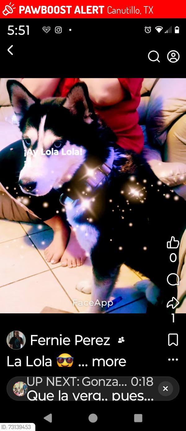 Lost Female Dog last seen Washington av, Canutillo, TX 79835