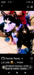 Lost Female Dog last seen Washington av, Canutillo, TX 79835