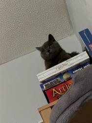 Reunited Female Cat last seen Behind on of the back gradens, West Midlands, England B44 9AE