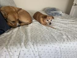 Reunited Male Dog last seen Next to the tennis courts, Katy, TX 77450