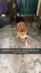 Found/Stray Male Dog last seen Springfield cove, Southaven, MS 38671