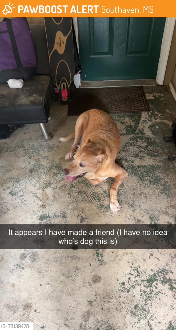 Found/Stray Male Dog last seen Springfield cove, Southaven, MS 38671