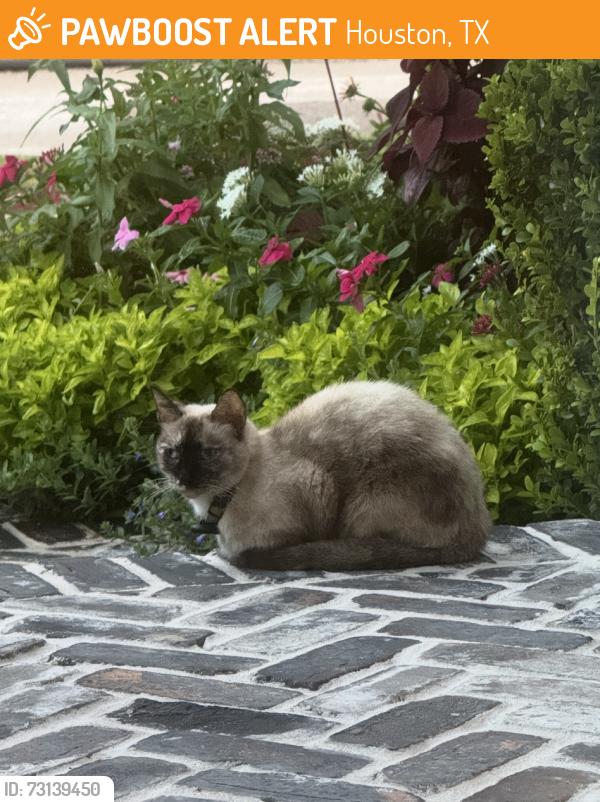 Found/Stray Unknown Cat last seen Pecore St, Houston, TX 77009