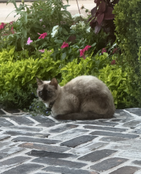 Found/Stray Unknown Cat last seen Pecore St, Houston, TX 77009