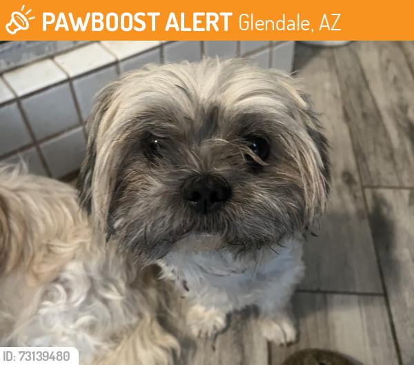 Found/Stray Male Dog last seen Unknown location, Glendale, AZ 85301