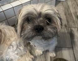 Found/Stray Male Dog last seen Unknown location, Glendale, AZ 85301