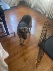 Reunited Female Dog last seen 81st and Peoria Street, Peoria St, CO 80239