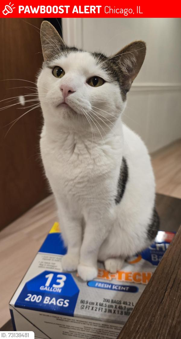 Lost Female Cat last seen Troy & Ainslie, Chicago, IL 60625