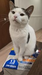 Lost Female Cat last seen Troy & Ainslie, Chicago, IL 60625