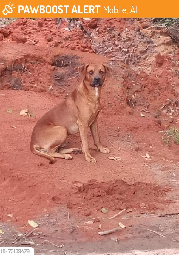Found/Stray Male Dog last seen Pinecrest cemetery, Mobile, AL 36695