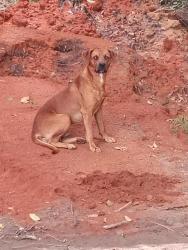 Found/Stray Male Dog last seen Pinecrest cemetery, Mobile, AL 36695